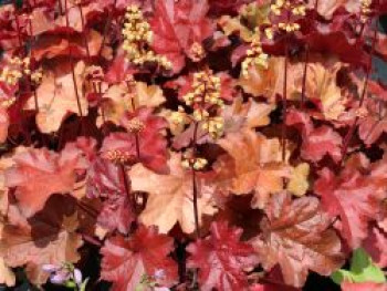 Samthaariges Silberglöckchen &#8218;Little Cuties Blondie&#8216;, Heuchera villosa &#8218;Little Cuties Blondie&#8216;, Topfware