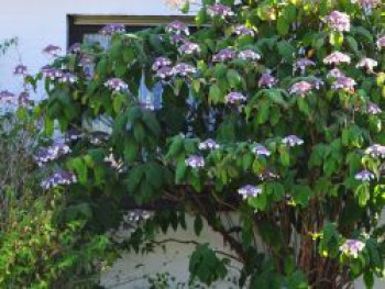 Samthortensie, 30-40 cm, Hydrangea aspera ssp. sargentiana, Containerware