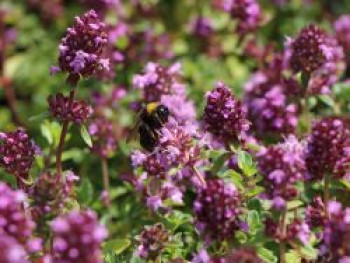 Sand-Thymian, Thymus serpyllum, Topfware