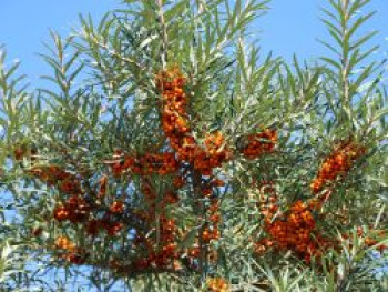 Sanddorn &#8218;Dorana&#8216; ®, 60-100 cm, Hippophae rhamnoides &#8218;Dorana&#8216; ®, Containerware