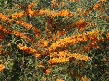 Sanddorn 'Friesdorfer Orange', 40-60 cm, Hippophae rhamnoides 'Friesdorfer Orange', Containerware