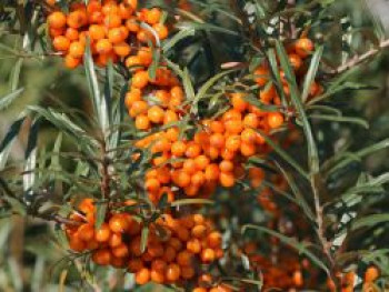 Sanddorn, 30-50 cm, Hippophae rhamnoides, Topfware