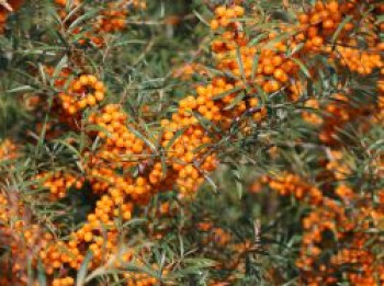 Sanddorn &#8218;Orange Energy&#8216; ® / &#8218;Habego&#8216; (S), 40-60 cm, Hippophae rhamnoides &#8218;Orange Energy&#8216; ® / &#8218;Habego&#8216; (S), Containerware