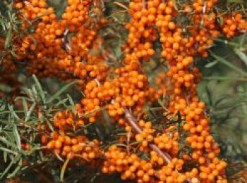 Sanddorn weiblich &#8218;Askola&#8216; (S), 60-100 cm, Hippophae rhamnoides &#8218;Askola&#8216; (S), Containerware