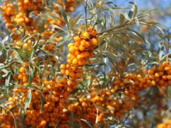 Sanddorn weiblich &#8218;Frugana&#8216;, 60-100 cm, Hippophae rhamnoides &#8218;Frugana&#8216;, Containerware