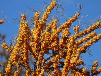 Sanddorn weiblich &#8218;Hergo&#8216;, 60-100 cm, Hippophae rhamnoides &#8218;Hergo&#8216;, Containerware