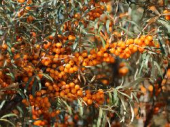 Sanddorn weiblich 'Leikora', 100-150 cm, Hippophae rhamnoides 'Leikora', Containerware