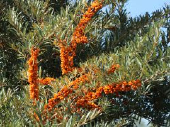 Sanddorn weiblich &#8218;Sirola&#8216; (S), 60-100 cm, Hippophae rhamnoides &#8218;Sirola&#8216; (S), Containerware