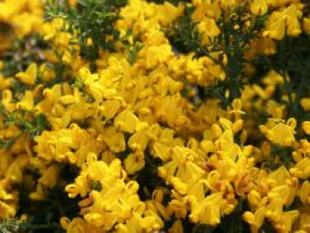 Sandginster &#8218;Vancouver Gold&#8216;, 10-20 cm, Genista pilosa &#8218;Vancouver Gold&#8216;, Containerware