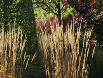 Sandrohr 'Karl Foerster', Calamagrostis x acutiflora 'Karl Foerster', Containerware