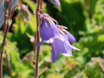Sarmatische Glockenblume, Campanula sarmatica, Topfware