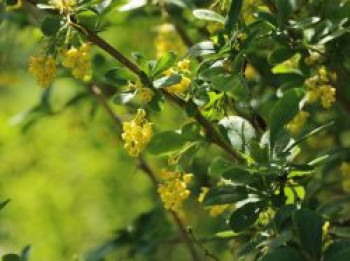 Sauerdorn / Gemeine Berberitze, 30-40 cm, Berberis vulgaris, Containerware