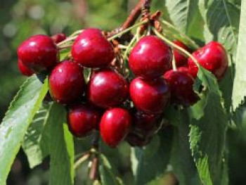 Sauerkirsche &#8218;Gerema&#8216; (S), Stamm 40-60 cm, 120-160 cm, Prunus &#8218;Gerema&#8216; (S), Containerware