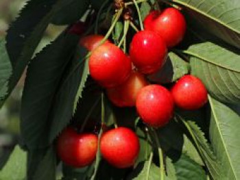 Sauerkirsche &#8218;Heimanns Rubinweichsel&#8216;, Stamm 40-60 cm, 120-160 cm, Prunus &#8218;Heimanns Rubinweichsel&#8216;, Containerware