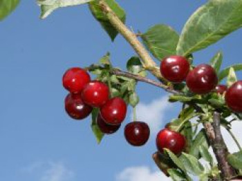 Sauerkirsche &#8218;Korund&#8216;, Stamm 40-60 cm, 120-160 cm, Prunus cer. &#8218;Korund&#8216;, Containerware