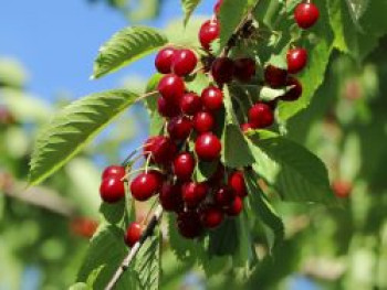 Sauerkirsche &#8218;Saphir&#8216; (S), Stamm 40-60 cm, 120-160 cm, Prunus cerasus &#8218;Saphir&#8216; (S), Containerware