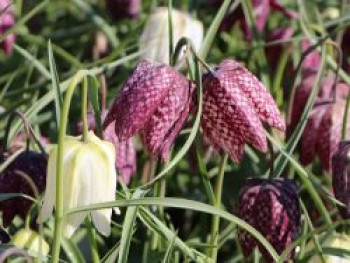 Schachbrettblume, Fritillaria meleagris, Topfware