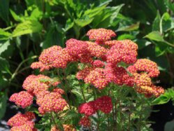 Schafgarbe 'Milly Rock', Achillea millefolium 'Milly Rock Red', Topfware