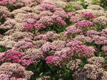 Schafgarbe &#8218;Milly Rock Rose&#8216;, Achillea millefolium &#8218;Milly Rock Rose&#8216;, Topfware