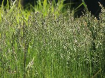 Schaf-Schwingel &#8218;Aprilgrün&#8216;, Festuca amethystina &#8218;Aprilgrün&#8216;, Topfware