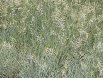 Schaf-Schwingel 'Blaufuchs', Festuca ovina 'Blaufuchs', Topfware