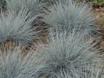 Schaf-Schwingel 'Eisvogel', Festuca ovina 'Eisvogel', Topfware