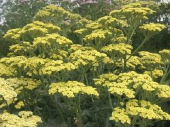 Schafgarbe 'Anthea', Achillea clypeolata 'Anthea', Topfware