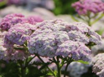 Schafgarbe 'Apfelblüte', Achillea millefolium 'Apfelblüte', Topfware