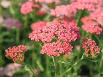 Schafgarbe &#8218;Apricot Delight&#8216;, Achillea millefolium &#8218;Apricot Delight&#8216;, Topfware