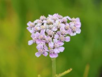 Schafgarbe &#8218;Crazy Little Thing&#8216;, Achillea millefolium &#8218;Crazy Little Thing&#8216;, Topfware