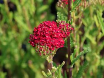 Schafgarbe 'Desert Eve Red', Achillea millefolium 'Desert Eve Red', Topfware
