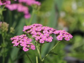 Schafgarbe &#8218;Kelwayi&#8216;, Achillea millefolium &#8218;Kelwayi&#8216;, Topfware