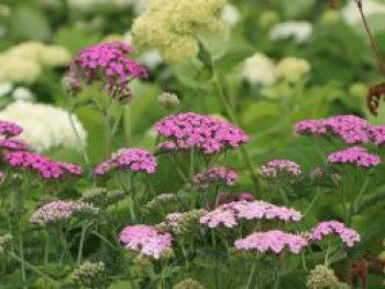 Schafgarbe &#8218;Kirschkönigin&#8216; / &#8218;Cerise Queen&#8216;, Achillea millefolium &#8218;Kirschkönigin&#8216; / &#8218;Cerise Queen&#8216;, Topfware