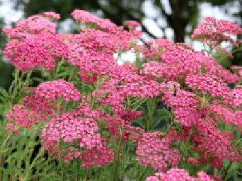 Schafgarbe &#8218;Lilac Beauty&#8216;, Achillea millefolium &#8218;Lilac Beauty&#8216;, Topfware