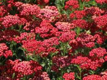 Schafgarbe &#8218;New Vintage Red&#8216;, Achillea millefolium &#8218;New Vintage Red&#8216;, Topfware