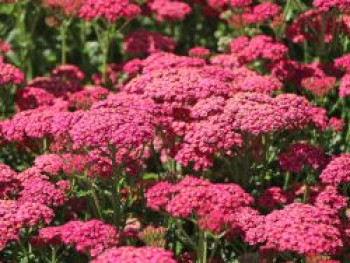 Schafgarbe &#8218;New Vintage Rose&#8216;, Achillea millefolium &#8218;New Vintage Rose&#8216;, Topfware