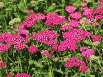 Schafgarbe &#8218;New Vintage Violet&#8216;, Achillea millefolium &#8218;New Vintage Violet&#8216;, Topfware