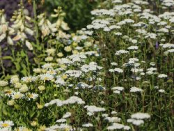 Schafgarbe &#8218;New Vintage White&#8216;, Achillea millefolium &#8218;New Vintage White&#8216;, Topfware