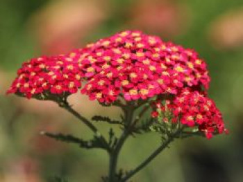 Schafgarbe &#8218;Paprika&#8216;, Achillea millefolium &#8218;Paprika&#8216;, Containerware