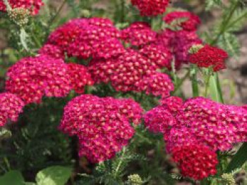 Schafgarbe &#8218;Tutti Frutti Pomegranate&#8216;, Achillea millefolium &#8218;Tutti Frutti Pomegranate&#8216;, Topfware