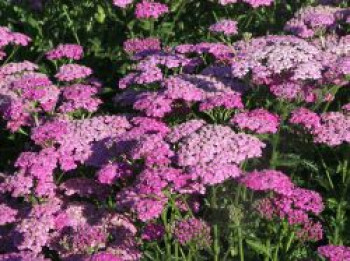 Schafgarbe &#8218;Pretty Belinda&#8216;, Achillea millefolium &#8218;Pretty Belinda&#8216;, Topfware