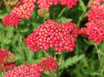 Schafgarbe 'Red Velvet', Achillea millefolium 'Red Velvet', Topfware