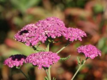 Schafgarbe &#8218;Saucy Seduction&#8216;, Achillea millefolium &#8218;Saucy Seduction&#8216;, Topfware