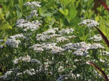 Schafgarbe &#8218;Schneetaler&#8216;, Achillea millefolium &#8218;Schneetaler&#8216;, Containerware