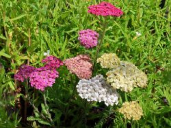 Schafgarbe &#8218;Summer Pastels&#8216;, Achillea millefolium &#8218;Summer Pastels&#8216;, Topfware