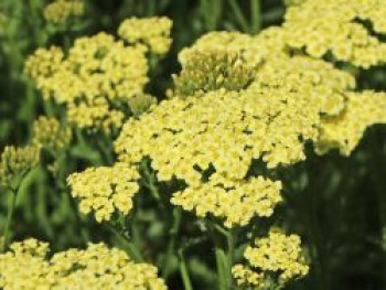 Schafgarbe &#8218;Sunny Seduction&#8216;, Achillea millefolium &#8218;Sunny Seduction&#8216;, Topfware