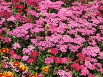 Schafgarbe &#8218;Tutti Frutti Pink Grapefruit&#8216;, Achillea millefolium &#8218;Tutti Frutti Pink Grapefruit&#8216;, Topfware