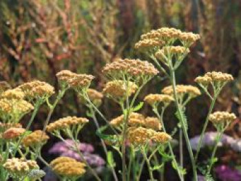 Schafgarbe &#8218;Wesersandstein&#8216;, Achillea millefolium &#8218;Wesersandstein&#8216;, Topfware