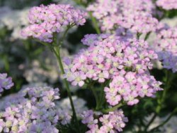 Schafgarbe &#8218;Wonderful Wampee&#8216;, Achillea millefolium &#8218;Wonderful Wampee&#8216;, Topfware