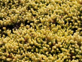 Scharfer Mauerpfeffer &#8218;Aureum Gold&#8216;, Sedum acre &#8218;Aureum Gold&#8216;, Topfware